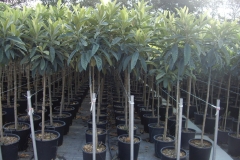 Eribotria japonica h 150